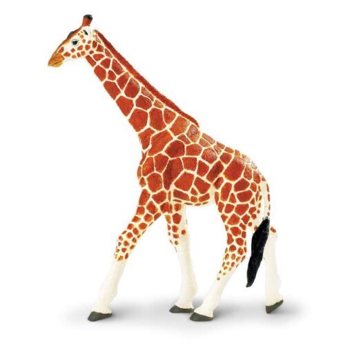 SAF111189 1 reticulated giraffe
