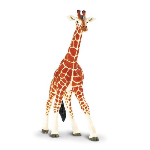 SAF111189 2 reticulated giraffe