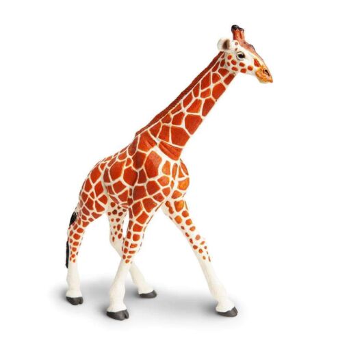 SAF111189 3 reticulated giraffe
