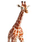 SAF111189 4 reticulated giraffe