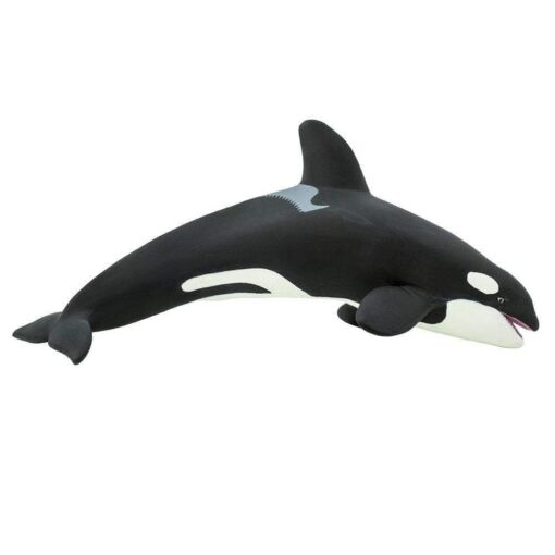 SAF210202 1 killer whale
