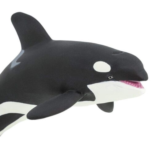 SAF210202 4 killer whale