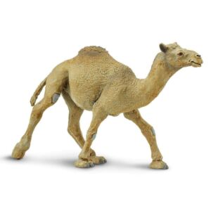 SAF222429 1 dromedary camel