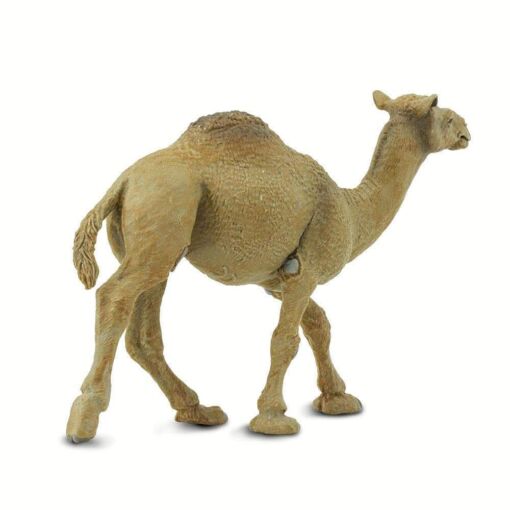 SAF222429 2 dromedary camel
