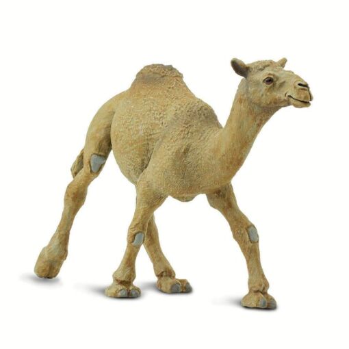 SAF222429 3 dromedary camel