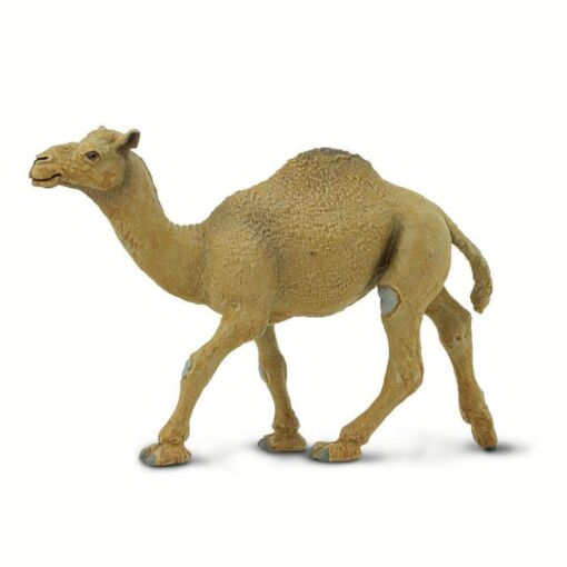 SAF222429 4 dromedary camel