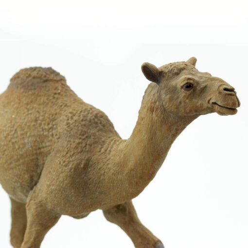 SAF222429 5 dromedary camel