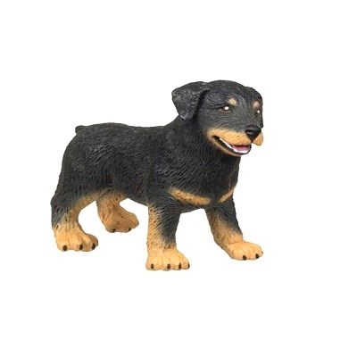 SAF239229 1 rottweiler puppy