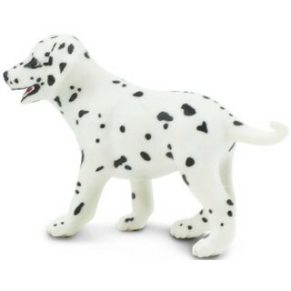SAF239629 2 dalmatian puppy