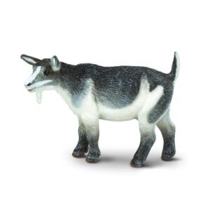 SAF245129 1 pygmy nanny goat