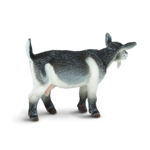 SAF245129 3 pygmy nanny goat