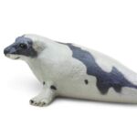 SAF248829 4 harp seal