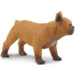 SAF254429 2 french bulldog
