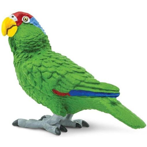 SAF263729 1 green cheeked amazon parrot