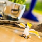 SAF263829 5 cockatoo