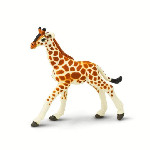 SAF268529 3 reticulated giraffe baby