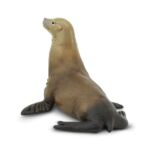 SAF274229 4 sea lion