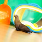 SAF274229 5 sea lion