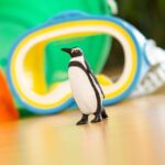 SAF276229 5 humboldt penguin