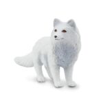 SAF282329 5 arctic fox