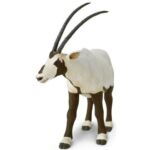 SAF284829 2 arabian oryx