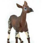 SAF292529 4 okapi