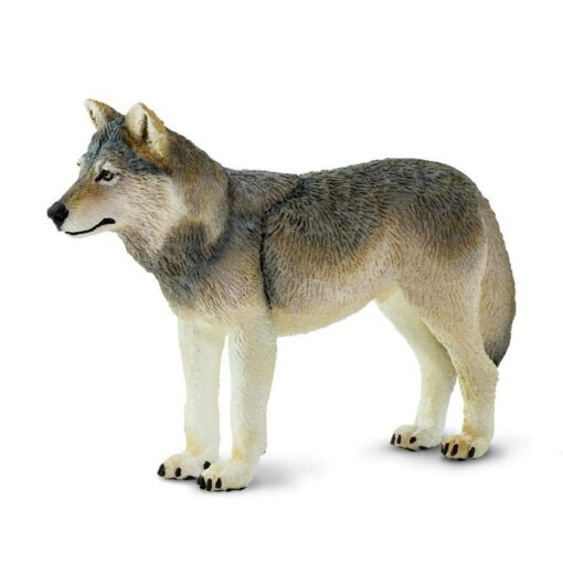 SAF100509 1 gray wolf