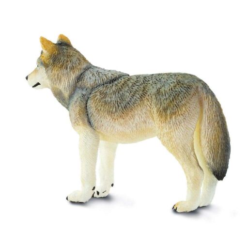 SAF100509 2 gray wolf.