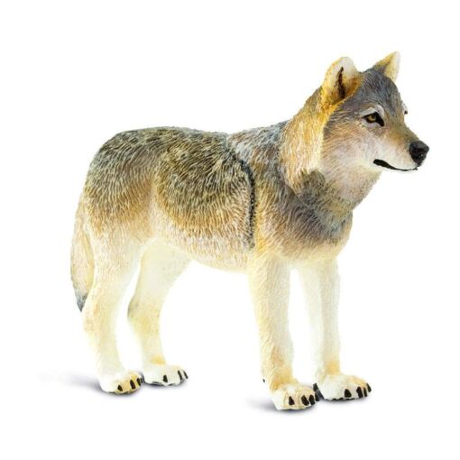 SAF100509 3 gray wolf.