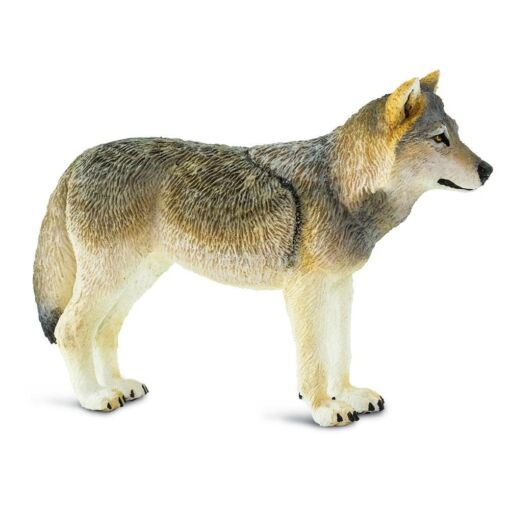 SAF100509 4 gray wolf.