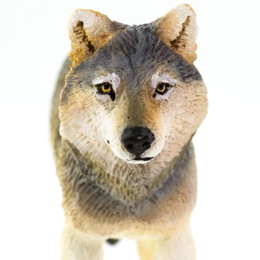 SAF100509 6 gray wolf.