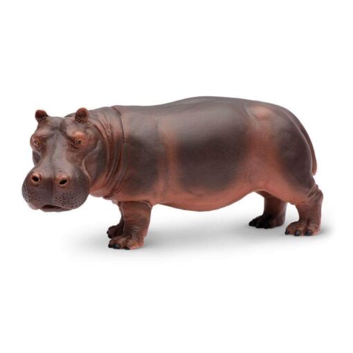 SAF270429 1 hippopotamus