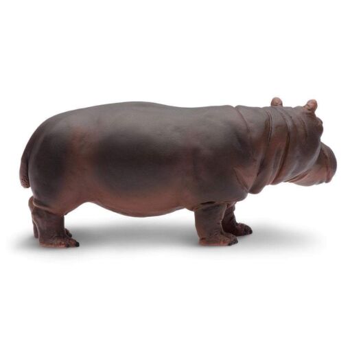 SAF270429 3 hippopotamus