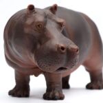 SAF270429 4 hippopotamus