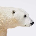 SAF273329 4 polar bear