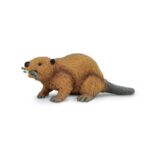 SAF283629 1 beaver