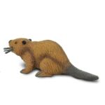 SAF283629 2 beaver