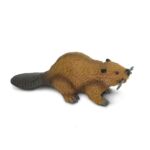 SAF283629 3 beaver