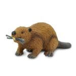 SAF283629 4 beaver
