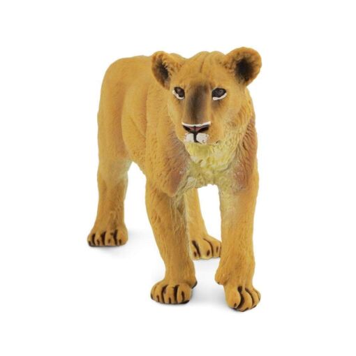 SAF290329 5 lioness