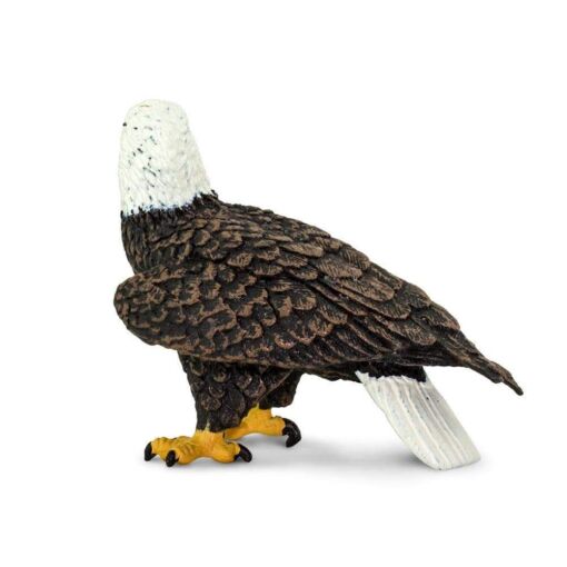 SAF291129 2 bald eagle