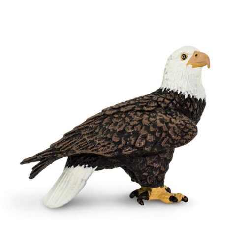 SAF291129 3 bald eagle