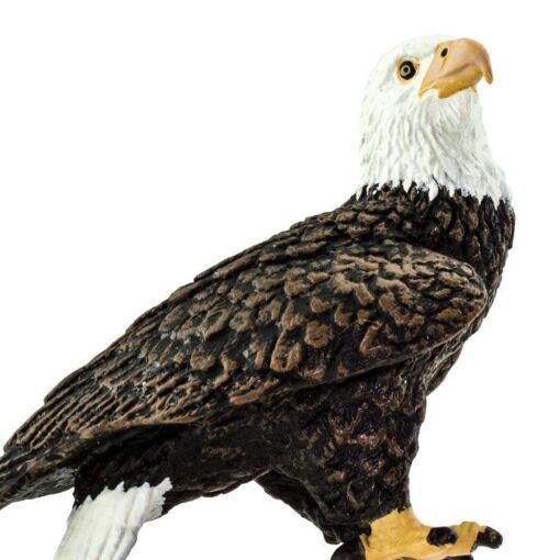 SAF291129 5 bald eagle