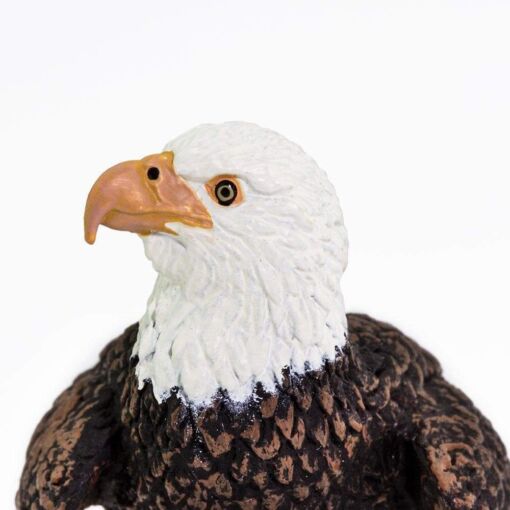 SAF291129 6 bald eagle