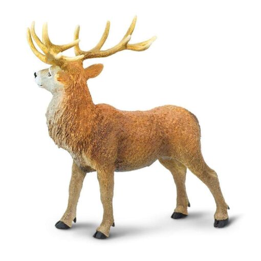 Red Deer Buck – Κόκκινο Ελάφι