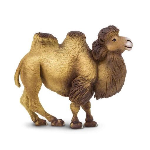 Bactrian Camel – Βακτριανή καμήλα