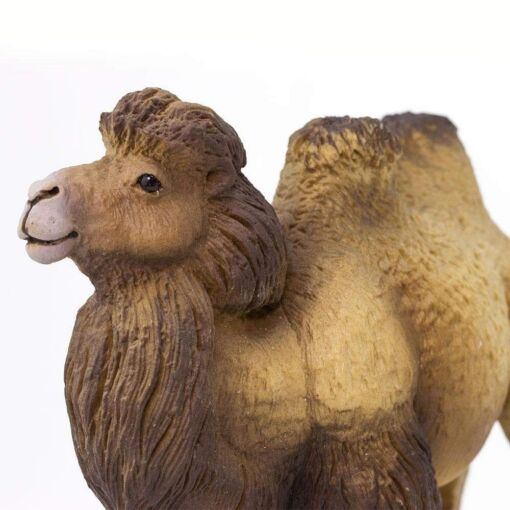 Bactrian Camel – Βακτριανή καμήλα