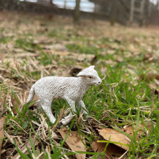 Lamb – Αρνάκι