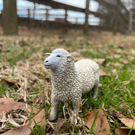 Sheep – Πρόβατο