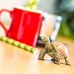 Giant Tortoise – Γιγαντιαία χελώνα